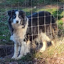 Thumbnail photo of Chloe #4