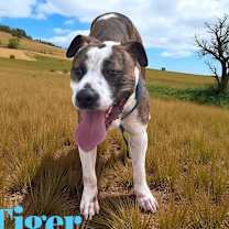 Thumbnail photo of Tiger #1