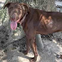 Thumbnail photo of Dougie KA #2