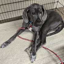 Thumbnail photo of Fern #1