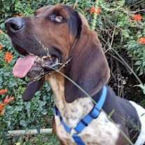 Thumbnail photo of BRUNO - ADOPTION PENDING! #4