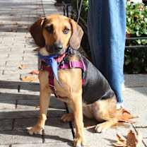 Thumbnail photo of Dolly #4