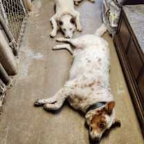 Thumbnail photo of Duke #3