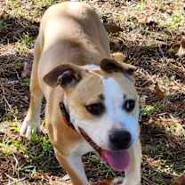 Thumbnail photo of Layla #1