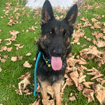 Thumbnail photo of GATOR #1