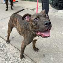 Thumbnail photo of Mulan #3