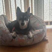 Thumbnail photo of Willow (Chihuahua) #3