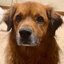 Thumbnail photo of Bruno #4