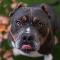 Thumbnail photo of Amora #1