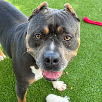 Thumbnail photo of Amora #4