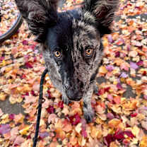 Thumbnail photo of Cookie #4