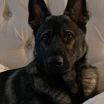 Thumbnail photo of Kobe #4