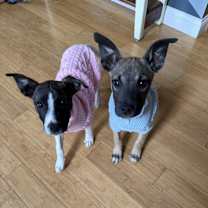 Thumbnail photo of Klaus ('25) #2