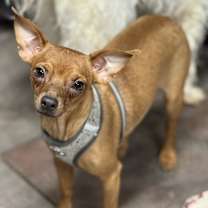 Thumbnail photo of Brownie #1