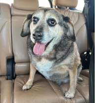 Thumbnail photo of Roxie #4