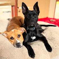 Thumbnail photo of Kansas (25-162 D) #3