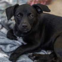 Thumbnail photo of Catalina Pup - Tongva #4