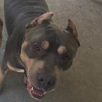 Thumbnail photo of Diesel #1