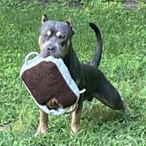 Thumbnail photo of Diesel #2