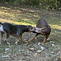 Thumbnail photo of Diesel #3