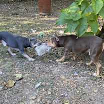 Thumbnail photo of Diesel #4