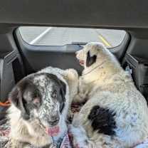 Thumbnail photo of Miles #4