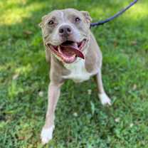 Thumbnail photo of Indy #3