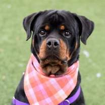 Thumbnail photo of Rose #1