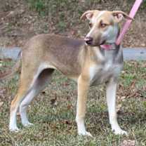 Thumbnail photo of Dalilah 42803 #1