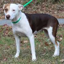 Thumbnail photo of Daisy 42804 #1