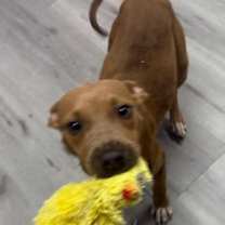 Thumbnail photo of REIGN/URGENT #2