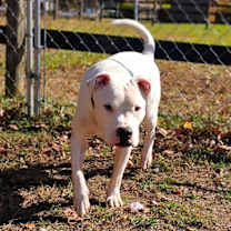 Thumbnail photo of Jasper #4