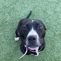 Thumbnail photo of Gigi #3