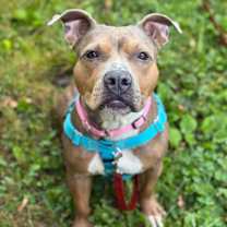 Thumbnail photo of Bobby Sue #2