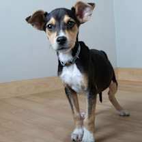 Thumbnail photo of Ham D67095 #1