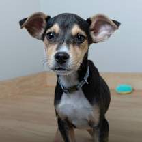 Thumbnail photo of Ham D67095 #2