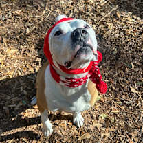 Thumbnail photo of Peter "the pit" Parker (I Have a Secret Crush!) #1