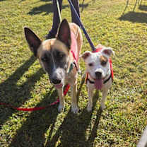 Thumbnail photo of Jetta L #3