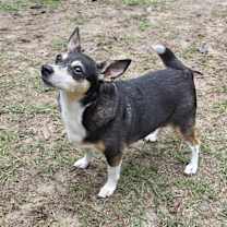 Thumbnail photo of Tiny #3