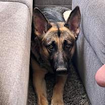 Thumbnail photo of Gidget #3