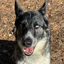 Thumbnail photo of Penelope #1