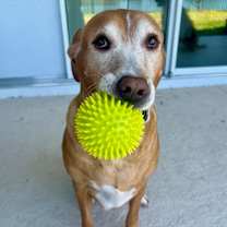 Thumbnail photo of Sadie #4