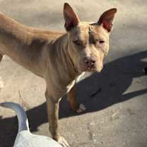 Thumbnail photo of Papa John #1