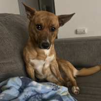 Thumbnail photo of Hunny #1