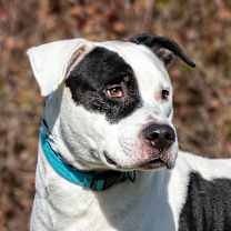 Thumbnail photo of Zeus #2