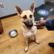 Thumbnail photo of Zazu #1