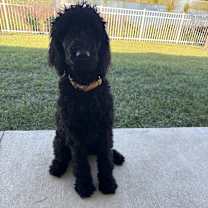 Thumbnail photo of Kodak #2