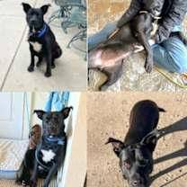 Thumbnail photo of Blueberry #3