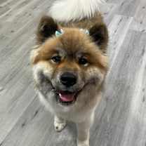 Thumbnail photo of PooBear #1