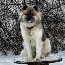 Thumbnail photo of PooBear #4